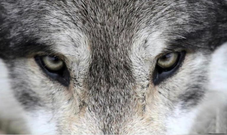 Protect Your Assets – The Wolf Is Always At The Door!